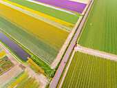 Aerial view of asphalt road surrounded by beautiful colorful tulip fields in Lisse, Netherlands