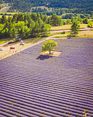 Aerial view of a Lavender Field near Aurel, Provence, France.