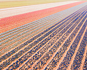 Luftaufnahme eines Tulpenfeldes in 't Zand, Nordholland, Niederlande.