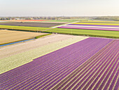 Luftaufnahme der wunderschönen Tulpenfelder in Lisse, Niederlande