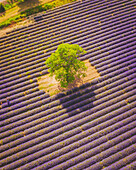 Aerial view of a Lavender Field near Aurel, Provence, France.