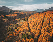 Luftaufnahme einer Straße durch einen Wald von Bäumen mit gelben Blättern, die den Berg Kurohime während der Koyo-Saison umgeben, Nagano, Japan
