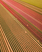 Luftaufnahme eines Tulpenfeldes in Den Bommel, Südholland, Niederlande.
