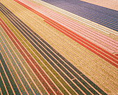 Luftaufnahme eines Tulpenfeldes in Hillegom, Südholland, Niederlande.