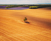 Aerial view of a Lavender Field near Sainte-Croix-du-Verdon, Provence, France.