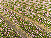 Luftaufnahme von Reihen wunderschöner Tulpenblüten im botanischen Garten Keukenhof in Lisse, Niederlande