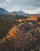 Luftaufnahme eines Waldes mit Bäumen mit gelben Blättern, die den Berg Kurohime während der Koyo-Saison umgeben, Nagano, Japan.