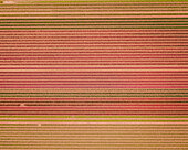 Luftaufnahme eines Tulpenfeldes in Den Bommel, Südholland, Niederlande.