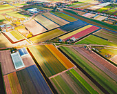 Luftaufnahme eines Tulpenfeldes in Hillegom, Südholland, Niederlande.
