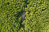 Aerial view of a footpath crossing a forest with pond, Rio Lagartos, Yucatan, Mexico.
