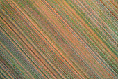 Aerial view of abstract patterns and lines in a vibrant field, Womarden, Three Springs, Western Australia.