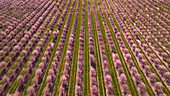 Aerial view of blossoming almond trees in vibrant pink during spring, Odivelas, Portugal.