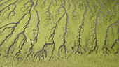 Aerial view of green algae on a beach in Península de Valdés, Argentina, South America.