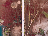Aerial photo of a car driving on a straight road surrounded by colorful vegetation.