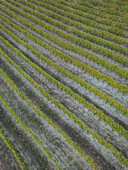 Aerial view of grape vines in Asti, Moasca, Piedmont, Italy.