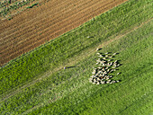 Aerial view of a shepherd and grazing flock of sheep at beautiful Karditsa region, Greece