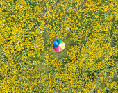 Luftaufnahme eines Regenbogenschirms in einem wunderschönen Löwenzahnblütenfeld in Fokida, Griechenland