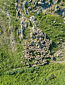 Aerial view of flock of sheep at beautiful Karditsa region, Greece