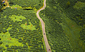 Luftaufnahme von Teeplantagen, Kerala, Indien.
