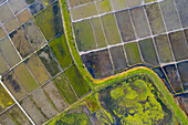 Aerial view of the patterns and colors of salt evaporation ponds during sunrise time in Aveiro, Portugal