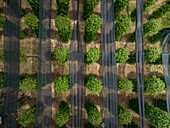 Aerial view of "La Plantation", Kampot province, Cambodia.