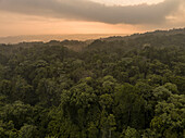 Aerial View of lush and dense jungle canopy on a cloudy golden sunset in Halmahera, Indonesia.