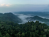 Aerial View of dense jungle valley covered in fog on an overcast day in Halmahera, Indonesia.