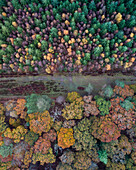 Aerial view of colorful autumn forest with vibrant foliage and serene landscape, Brighton, United States.