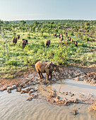 Aerial view of a group of Elephants along the pond in Balule Nature Reserve, Maruleng, Limpopo region, South Africa.