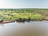 Aerial view of a group of Elephants along the pond in Balule Nature Reserve, Maruleng, Limpopo region, South Africa.