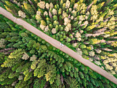 Aerial view of a couple laying down on the middle of road crossing forest, British Columbia, Canada.