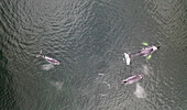 Aerial view of Whales along the coast in Broad Bay, Unalaska, Alaska, United States.