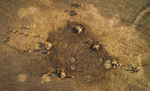 Aerial view of cattle grazing in the field at sunset at the island of Vormsi in Estonia
