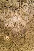 Aerial view of abstract patterns of wetland area around Lake Prastvike, Estonia