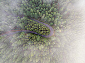 Luftaufnahme einer kurvenreichen Straße durch üppig grüne Bäume und einen ruhigen Wald, Porto da Cruz, Portugal.