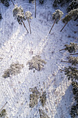 Aerial view of the snowy forest in Naage in Estonia.
