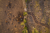 Aerial view of cattle grazing in the field at sunset at the island of Vormsi in Estonia