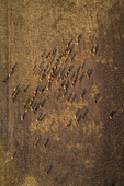 Aerial view of cattle grazing in the field at sunset at the island of Vormsi in Estonia