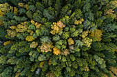 Aerial view of yellow tree top during the autumn, Estonia.