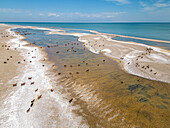 Aerial view of Khyargas lake, watering place for cattle, Zavhan, Mongolia.