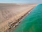 Aerial view of sandy beach by Khyargas lake, watering place for cattle, Zavhan, Mongolia.