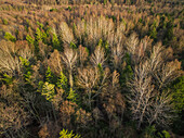 Aerial view of a forest during fall season in Estonia.