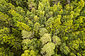 Aerial view of nordic pines forest on Vormsi Island in Estonia.
