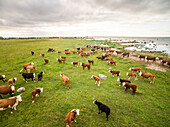 Aerial view of an herd of cows grazing close to the sea in Estonia.