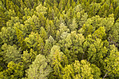 Aerial view of nordic pines forest on Vormsi Island in Estonia.
