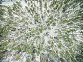 Aerial view of a snowy forest with green pines in estonia.