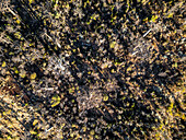 Aerial view of dense forest with beautiful trees and natural textures, Toliara - Tulear, Madagascar.