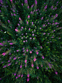 Aerial view of colorful fireweed flowers.