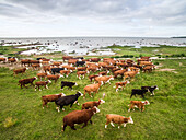 Aerial view of an herd of cows grazing close to the sea in Estonia.