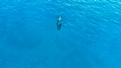 Luftaufnahme von Buckelwalen, die im klaren blauen Wasser des Pazifischen Ozeans schwimmen, Kamuela, Hawaii, Vereinigte Staaten